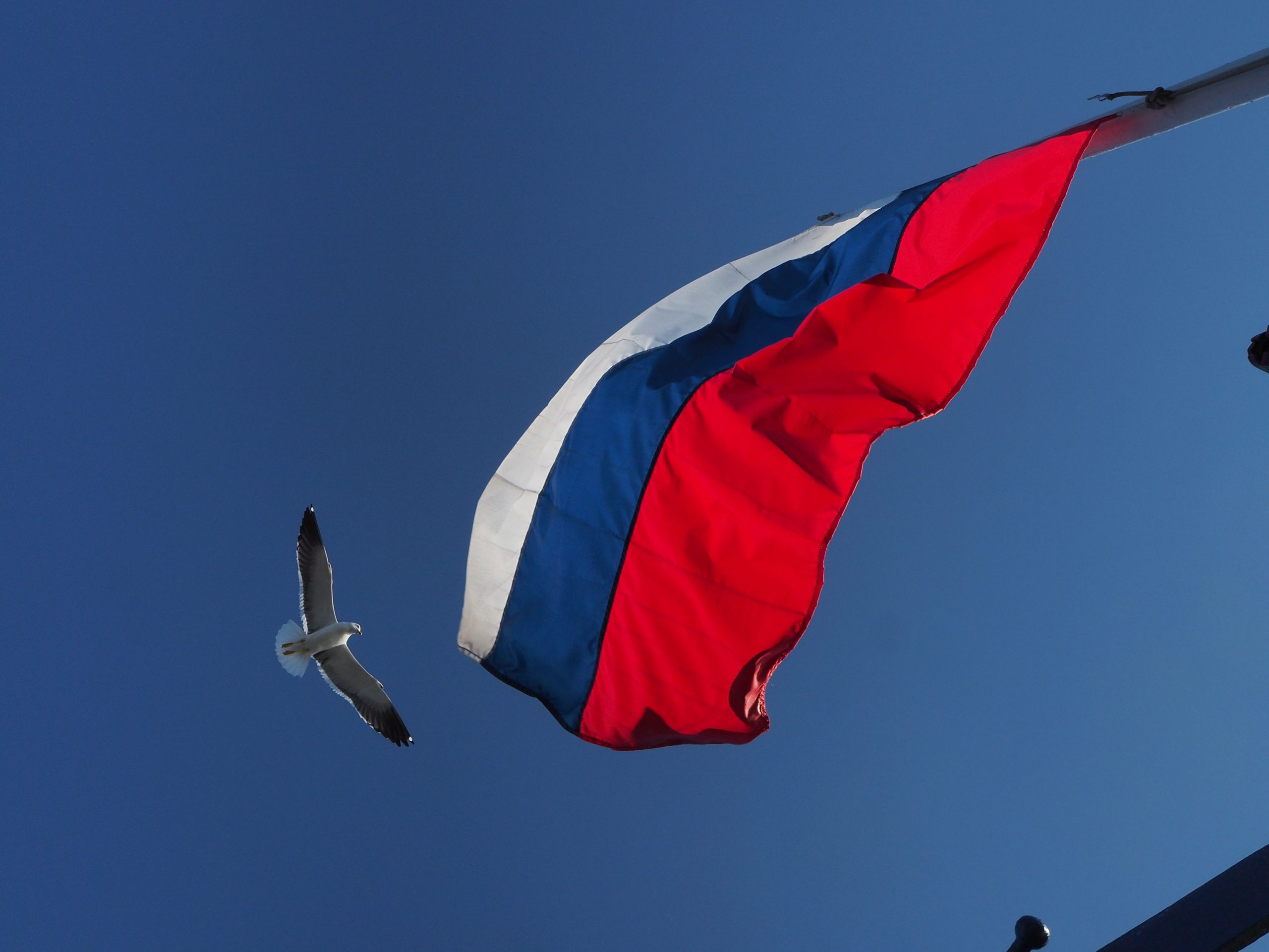 CDDH says at least 50 Dominicans allegedly traveled to Russia to fight in war