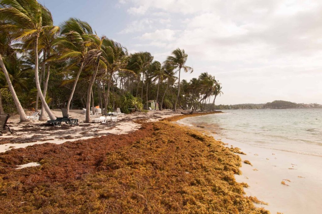 Sargassum becomes a national problem