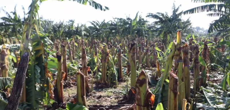 Tornado and rain cause crop damage in Valverde