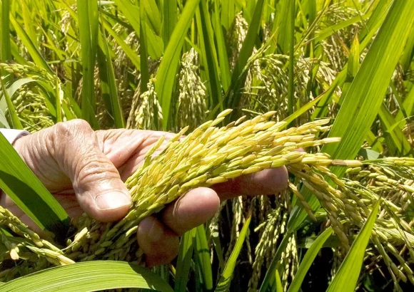Dominican rice sector trusts government to protect local production amid U.S. talks