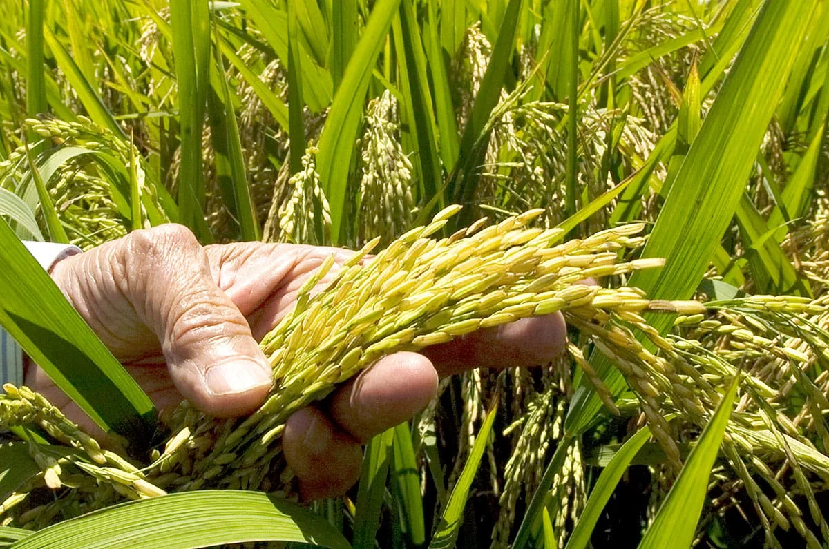 Dominican rice sector trusts government to protect local production amid U.S. talks