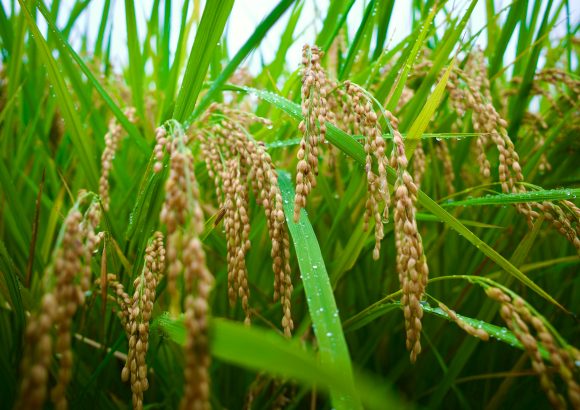 Dominican Republic removes rice import tariffs under new decree
