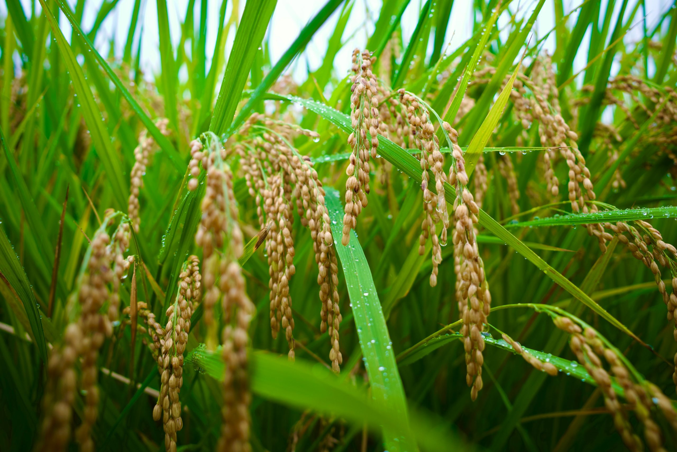 Dominican Republic removes rice import tariffs under new decree