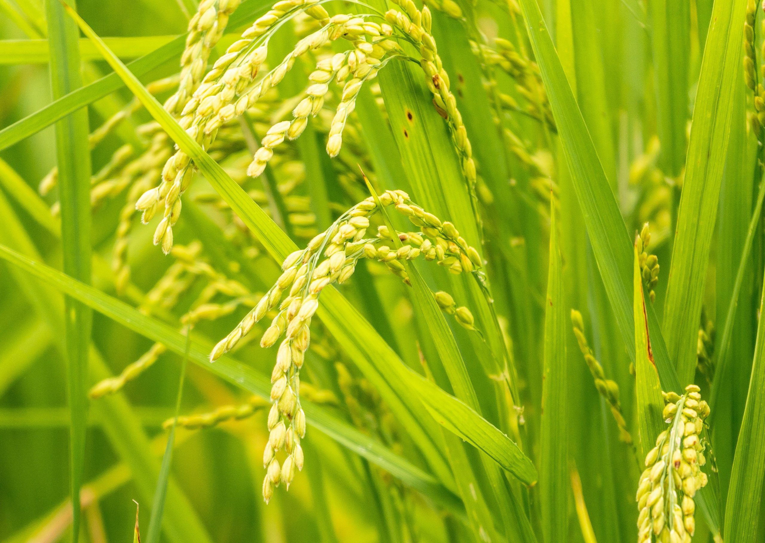 USDA report: Dominican Republic narrows rice production cost gap with U.S.